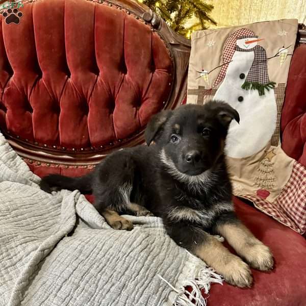 Idun, German Shepherd Puppy