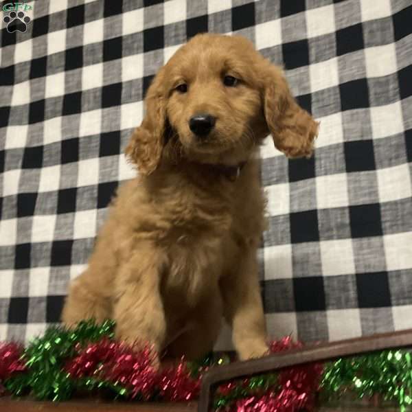 Brandy, Goldendoodle Puppy