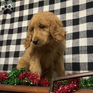 Brandy, Goldendoodle Puppy