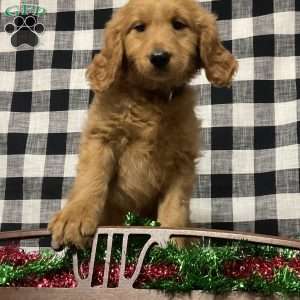 Brandy, Goldendoodle Puppy