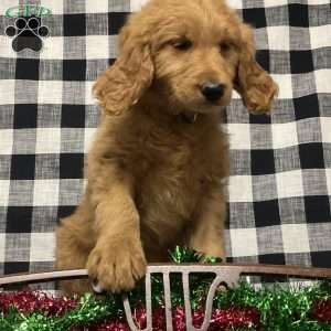 Brandy, Goldendoodle Puppy