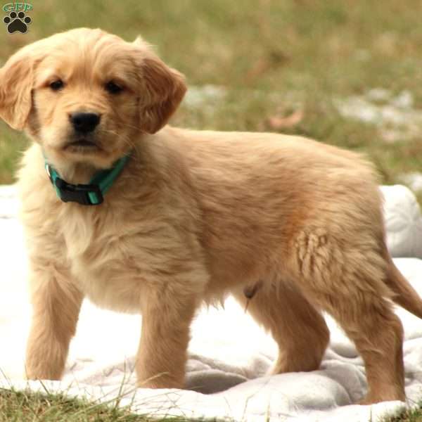 Bentley, Golden Retriever Puppy