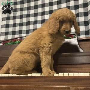 Belle, Goldendoodle Puppy