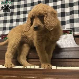 Belle, Goldendoodle Puppy