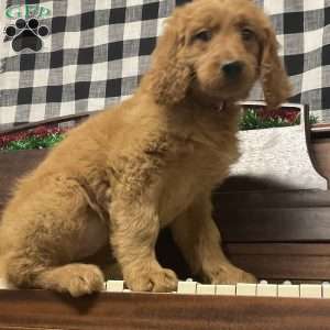 Belle, Goldendoodle Puppy