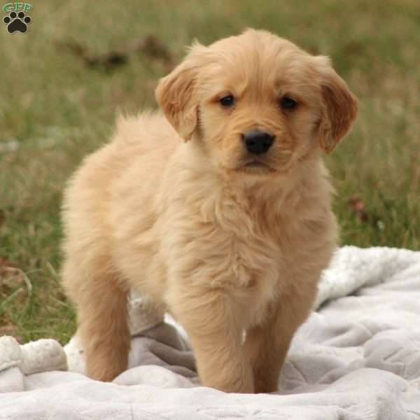 Bear, Golden Retriever Puppy