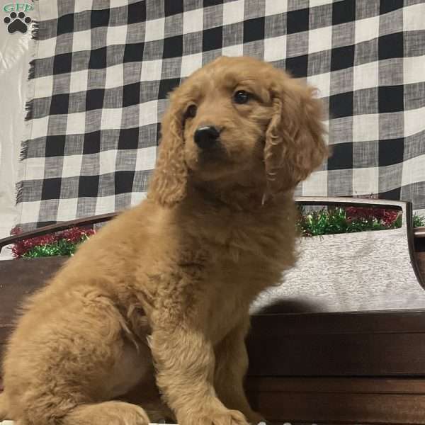 Belle, Goldendoodle Puppy