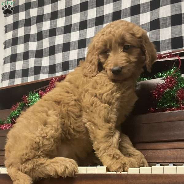 Brin, Goldendoodle Puppy