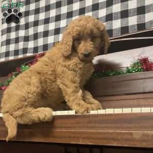 Brin, Goldendoodle Puppy