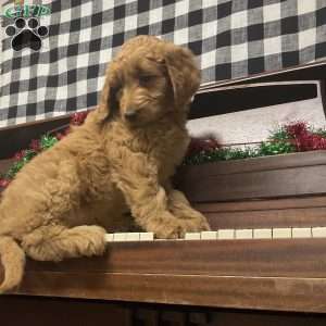 Brin, Goldendoodle Puppy