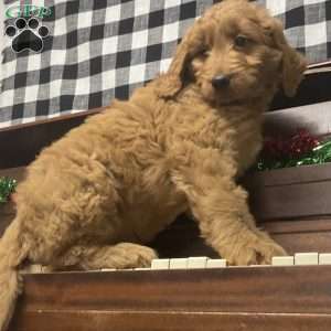 Brin, Goldendoodle Puppy