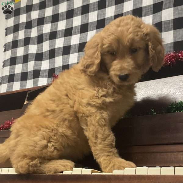 Bridgette, Goldendoodle Puppy