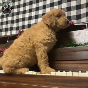 Bridgette, Goldendoodle Puppy