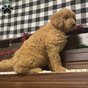 Bridgette, Goldendoodle Puppy