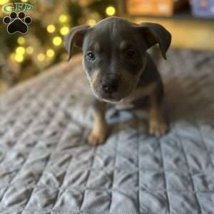 Red, American Bully Puppy