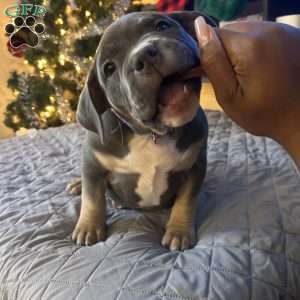 Purple, American Bully Puppy