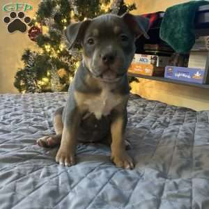 Pink, American Bully Puppy