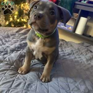 Green, American Bully Puppy