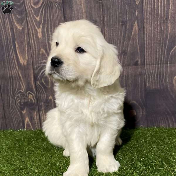 Clover, English Cream Golden Retriever Puppy