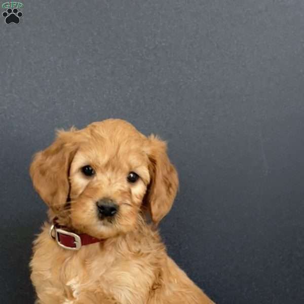 Pedro, Goldendoodle Puppy