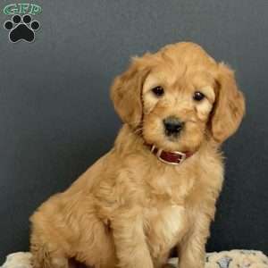 Pedro, Goldendoodle Puppy