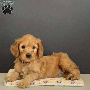 Pedro, Goldendoodle Puppy