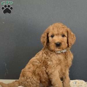 Prince, Goldendoodle Puppy