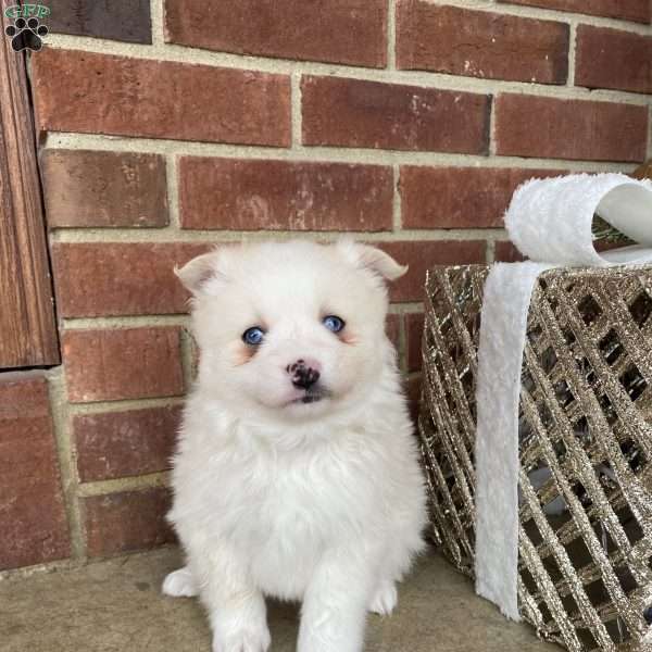 Daisy, American Eskimo Mix Puppy