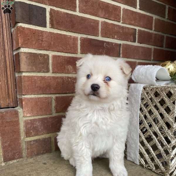 Apollo, American Eskimo Mix Puppy