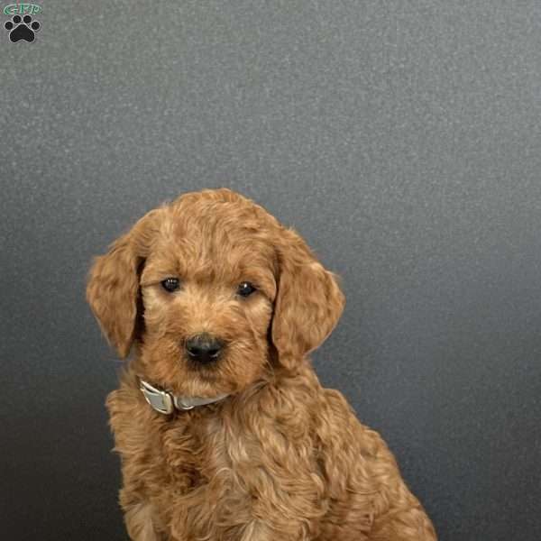 Prince, Goldendoodle Puppy