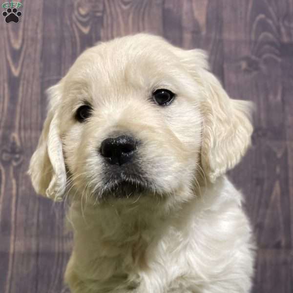 Cookie, English Cream Golden Retriever Puppy