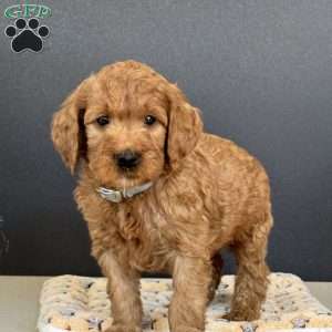 Prince, Goldendoodle Puppy