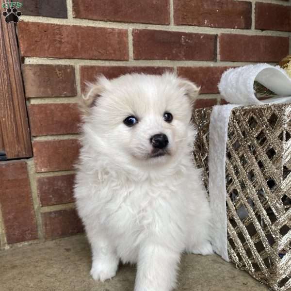 Blakey, American Eskimo Mix Puppy