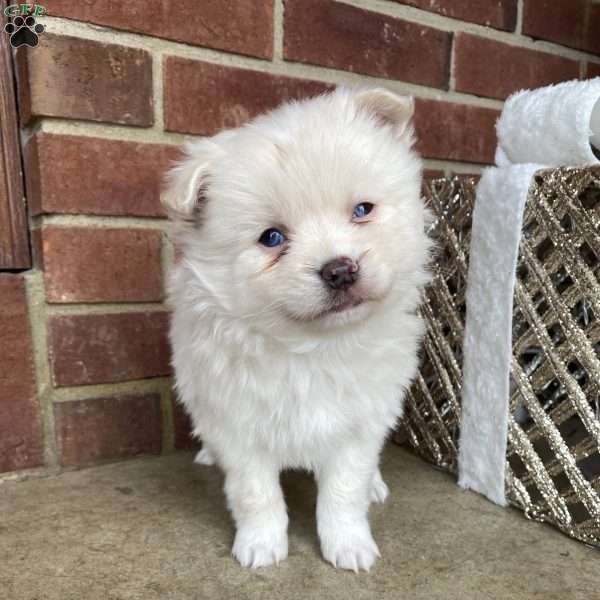 Arrow, American Eskimo Mix Puppy