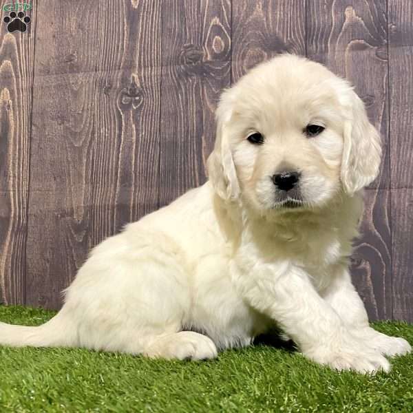 Chloe, English Cream Golden Retriever Puppy