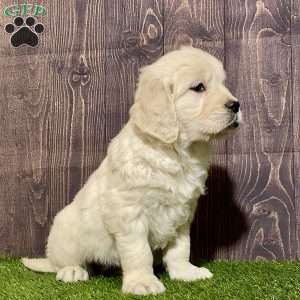 Cali, English Cream Golden Retriever Puppy