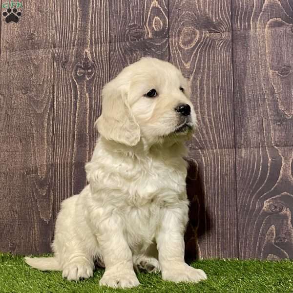 Cali, English Cream Golden Retriever Puppy