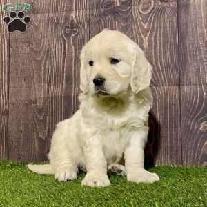 Cali, English Cream Golden Retriever Puppy