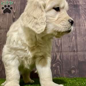 Cali, English Cream Golden Retriever Puppy