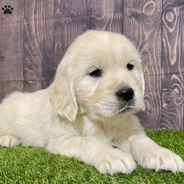 Cody, English Cream Golden Retriever Puppy