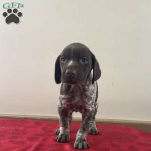 Houston, German Shorthaired Pointer Puppy