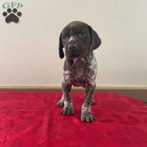 Houston, German Shorthaired Pointer Puppy