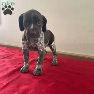 Houston, German Shorthaired Pointer Puppy