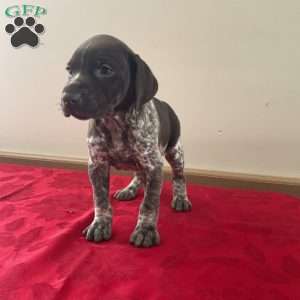 Houston, German Shorthaired Pointer Puppy