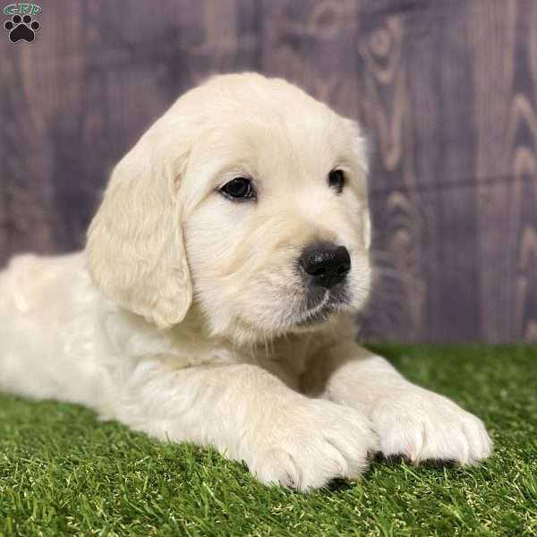 Casey, English Cream Golden Retriever Puppy