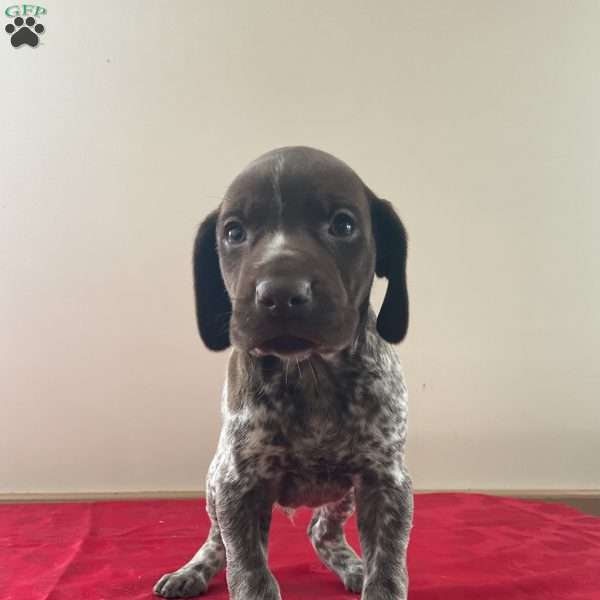 Houston, German Shorthaired Pointer Puppy