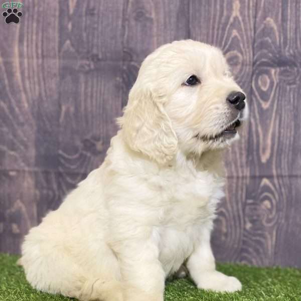 Casper, English Cream Golden Retriever Puppy