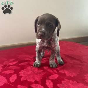 Harley, German Shorthaired Pointer Puppy