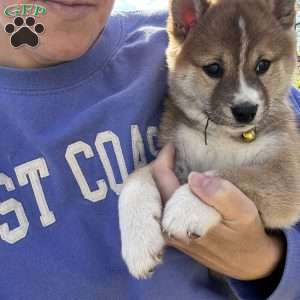 Buddy, Shiba Inu Puppy