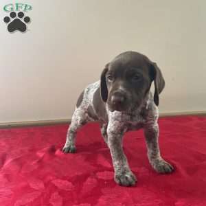 Harley, German Shorthaired Pointer Puppy